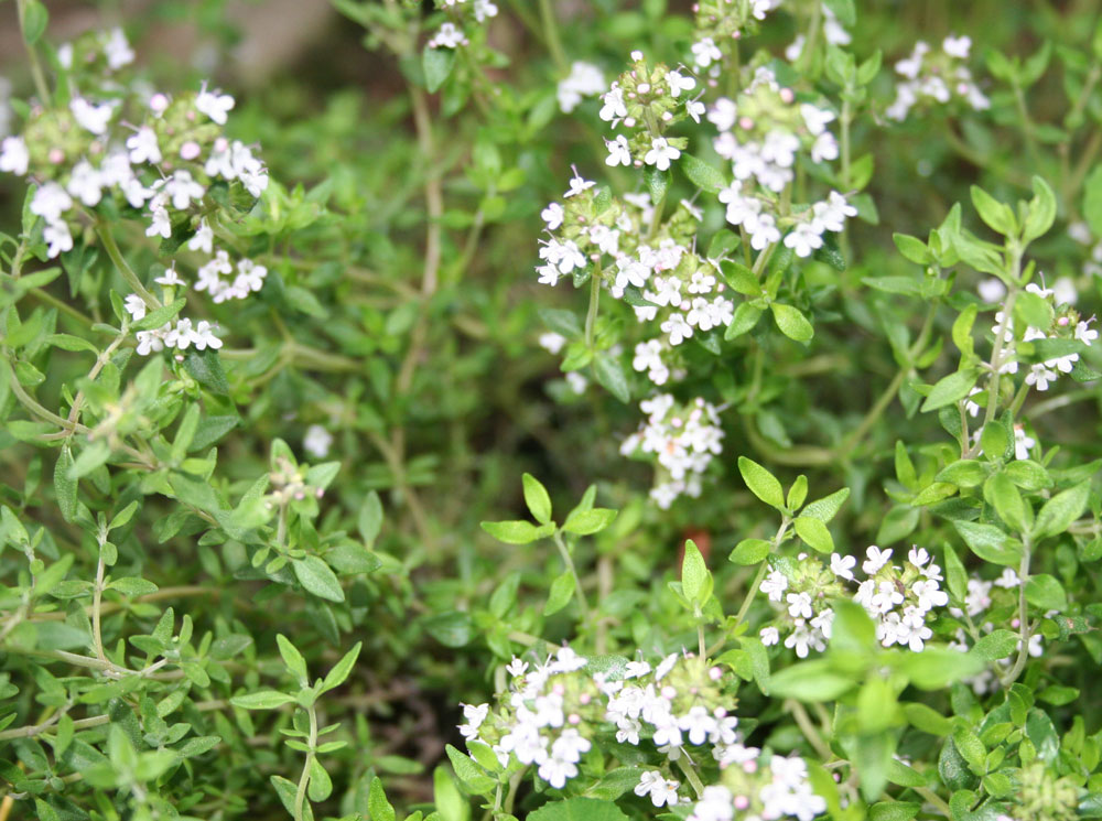 Picture Of Thyme