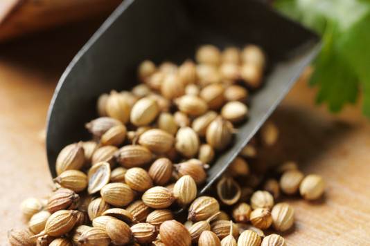 Coriander Oil